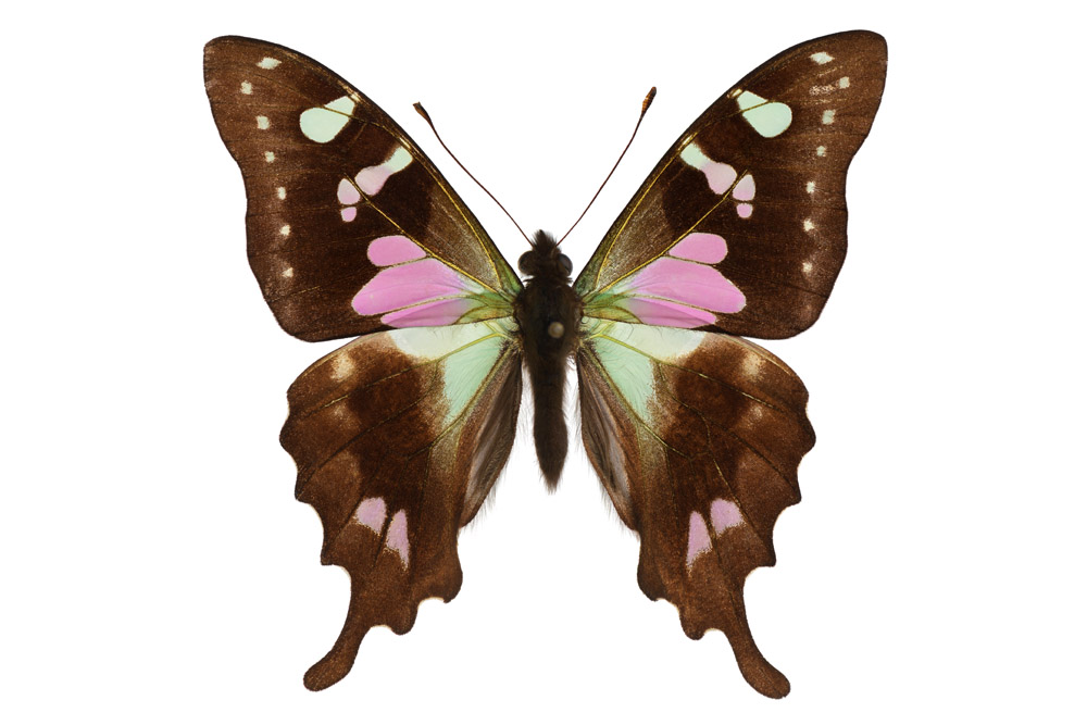 Familie der Segelfalter,  65 mm Flügelspannweite, Papua-Neuguinea